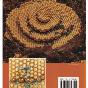 Asb Hive Hive Tool - Australian Native Bees - Beloved Bees - Australian ...
