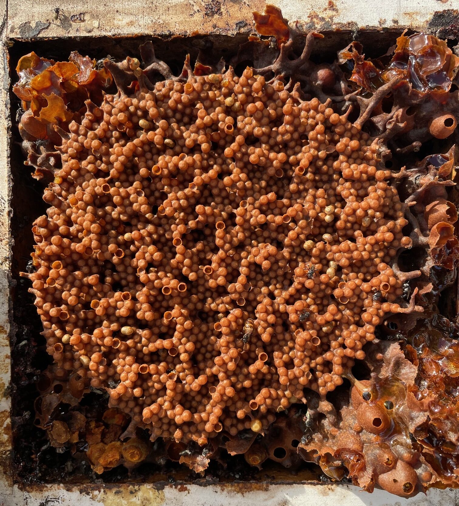 Native Bee Splitting