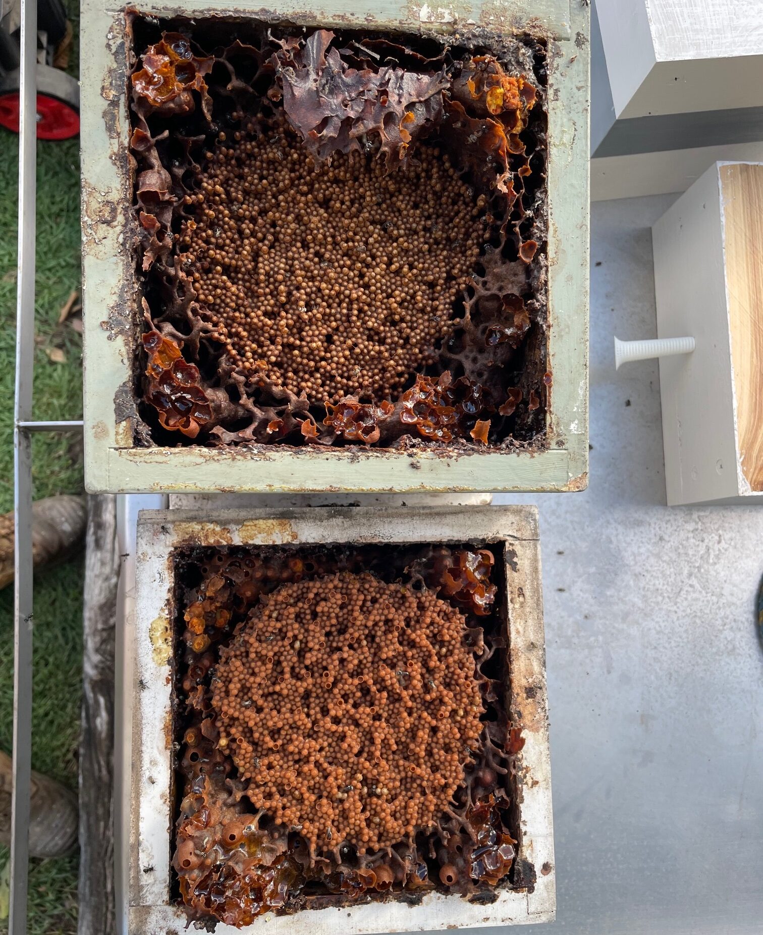 Native Bee Splitting Service